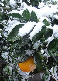 Citrus 